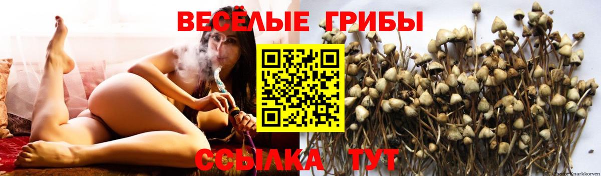 Псилоцибиновые грибы Cubensis  купить   Асино  Вход с VPN 